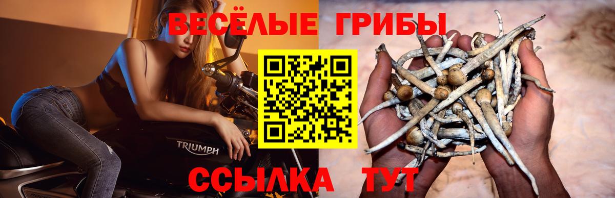 Алексин  Псилоцибиновые грибы Psilocybine cubensis  Вход с VPN 